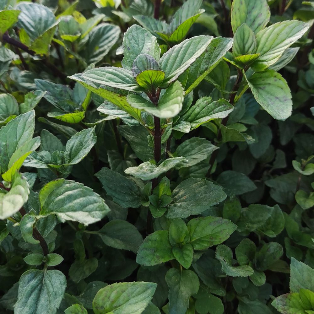 Mentha × Piperita (Peppermint Mint)