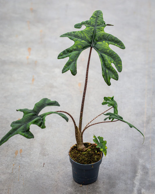 Alocasia 'Jacklyn' (Jacklyn Alocasia)