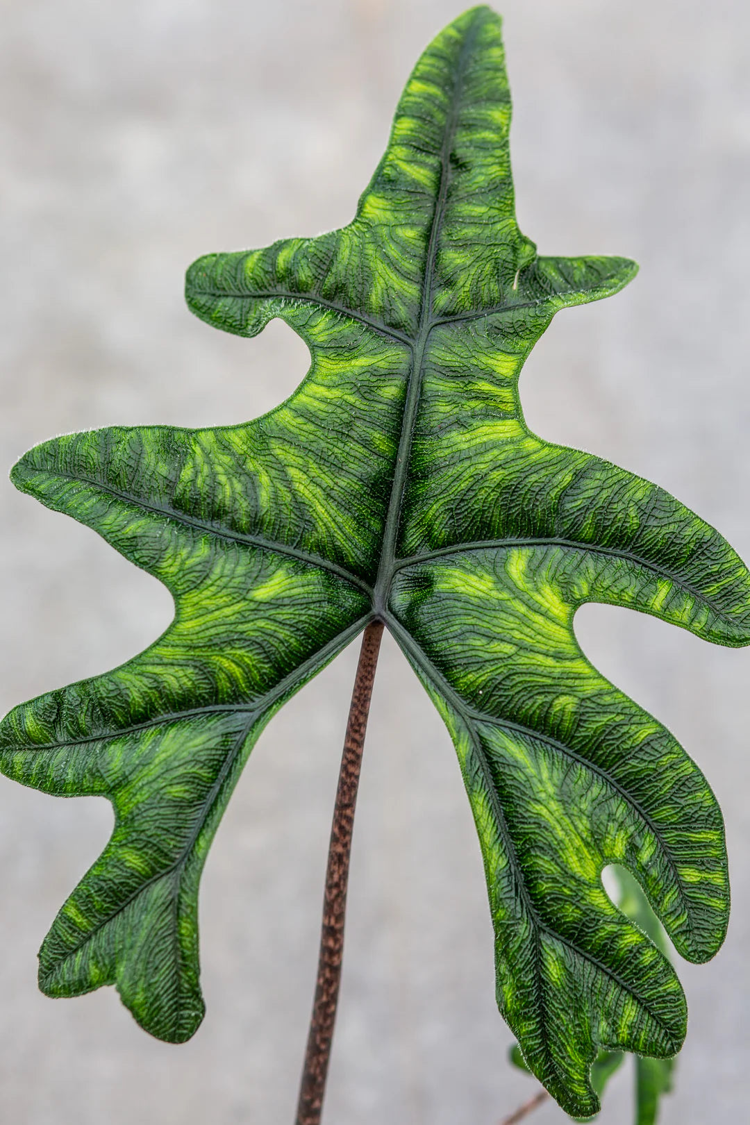 Alocasia 'Jacklyn' (Jacklyn Alocasia)