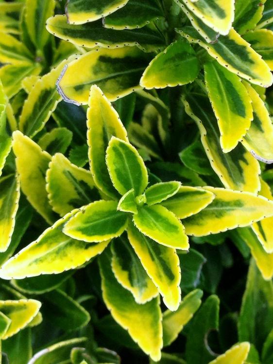Euonymus Japonicus ‘Microphyllus Gold Thumb’ (Gold Thumb Japanese Euonymus)