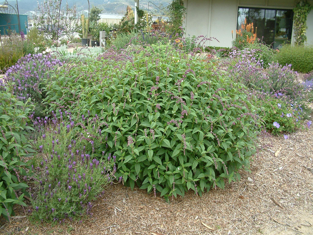 Salvia ‘Waverly’ (Waverly Sage)