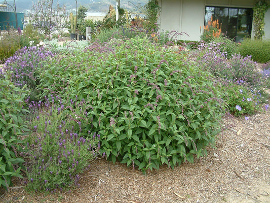 Salvia ‘Waverly’ (Waverly Sage)