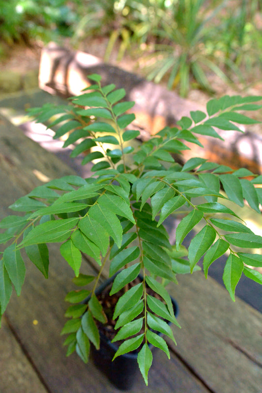 Murraya Koenigii (Curry Leaf)
