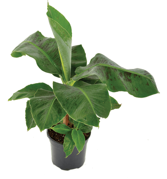 Musa spp. (Banana – Williams)
