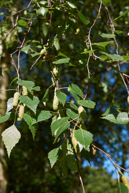 Betula Pendula ‘Alba’ (Silver Birch)