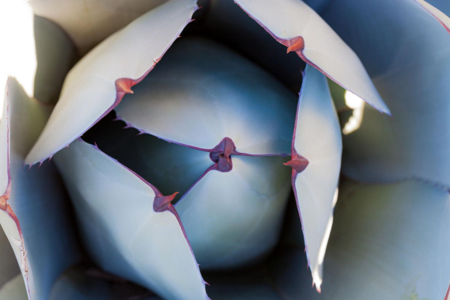 Agave Parryi Var. Truncata (Artichoke Agave)