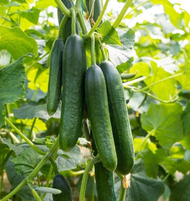 Cucumis sativus (Lebanese Cucumber)