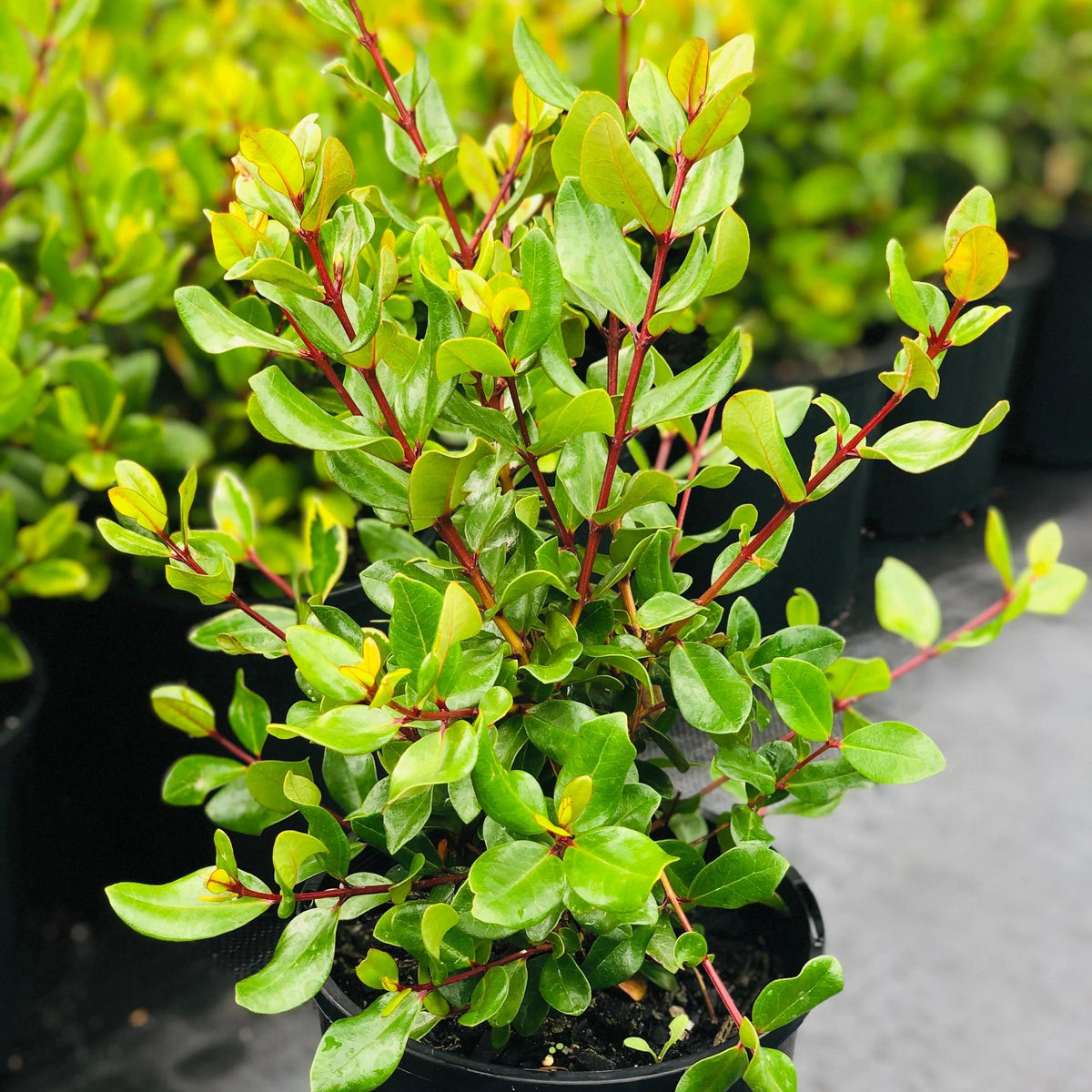 Metrosideros Excelsa ‘Nana’ (Dwarf Pohutukawa)