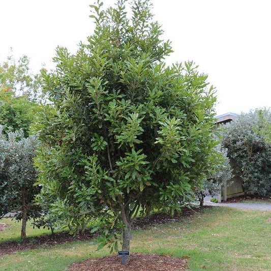 Macadamia Tetraphylla (Rough-Shelled Macadamia)
