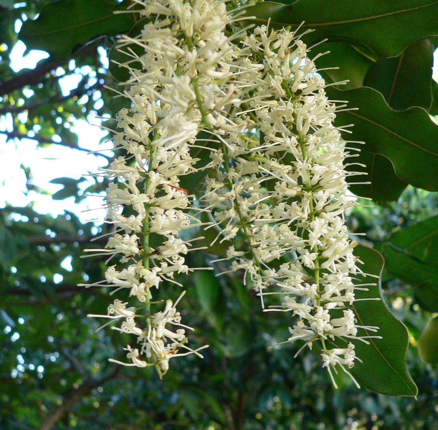 Macadamia Integrifolia (Smooth-Shelled Macadamia)