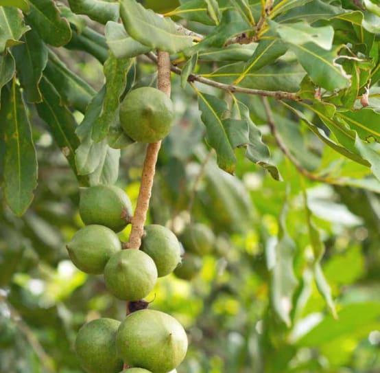 Macadamia Integrifolia (Smooth-Shelled Macadamia)