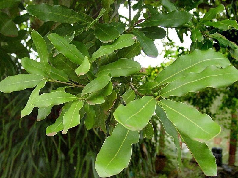 Macadamia Integrifolia (Smooth-Shelled Macadamia)