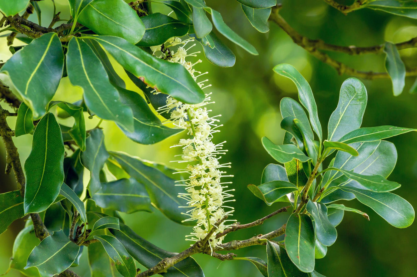 Macadamia Tetraphylla (Rough-Shelled Macadamia)