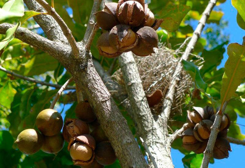 Macadamia Tetraphylla (Rough-Shelled Macadamia)