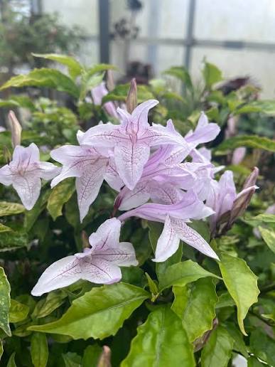 Mackaya Bella (Forest Bell Bush)