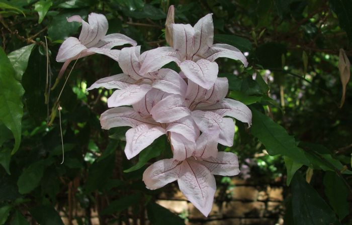 Mackaya bella (Forest Bell Bush)
