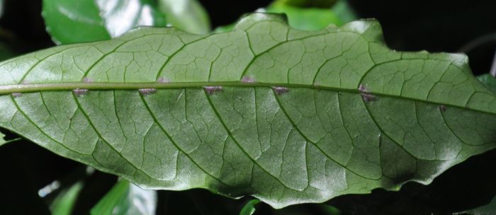 Mackaya bella (Forest Bell Bush)