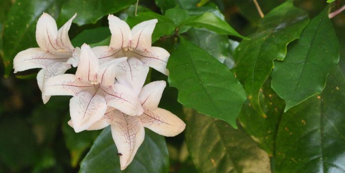 Mackaya bella (Forest Bell Bush)