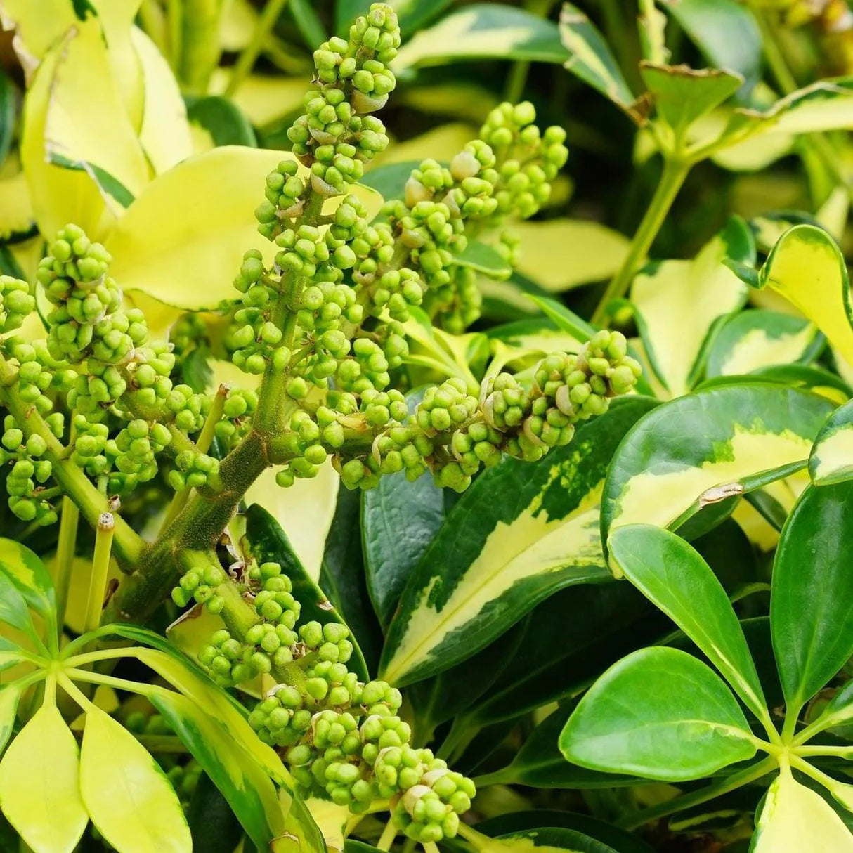 Schefflera Arboricola ‘Madame De Smet’ (Variegated Dwarf Umbrella Plant)