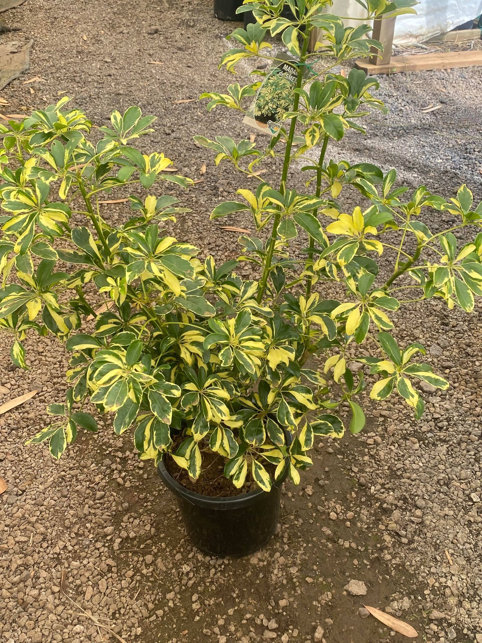 Schefflera Arboricola ‘Madame De Smet’ (Variegated Dwarf Umbrella Plant)