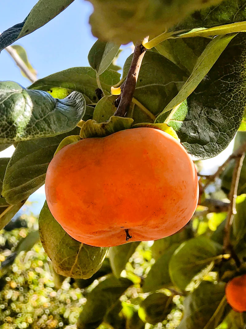 Diospyros kaki ‘Maekawa Jiro’ (Maekawa Jiro Persimmon)