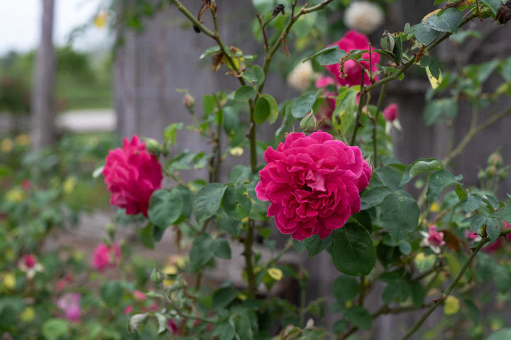 Rosa ‘Maggie’ (Rose)