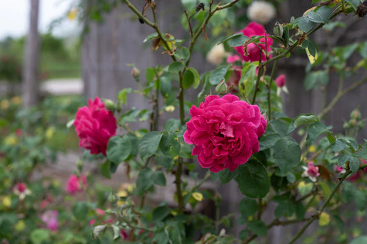 Rosa ‘Maggie’ (Rose)