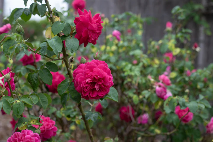 Rosa ‘Maggie’ (Rose)