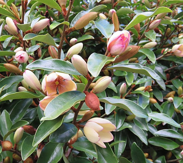 Magnolia Fairy® ‘Petite Peach’ – Compact Evergreen Magnolia