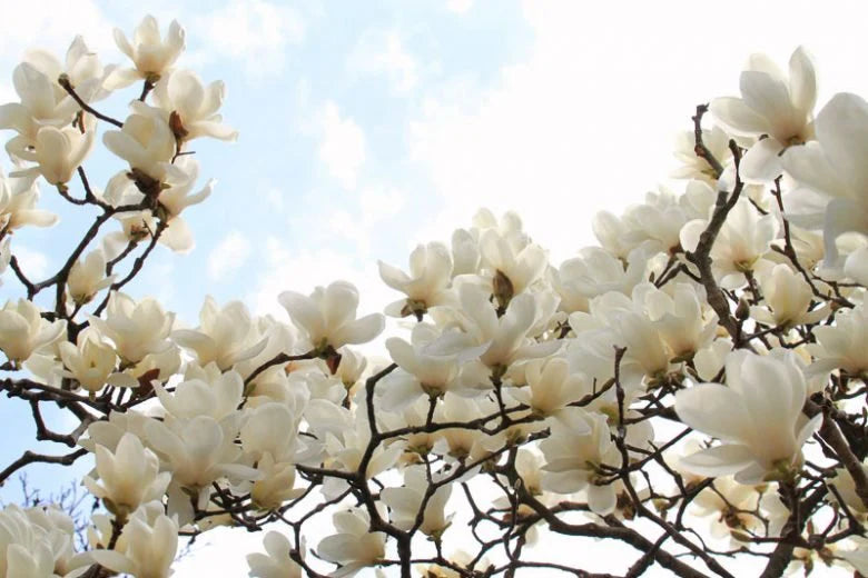 Magnolia Denudata (Yulan Magnolia Grafted)
