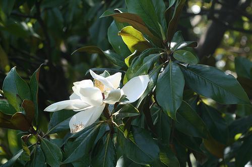 Magnolia grandiflora ‘Sweet Carolina’ – Southern Magnolia