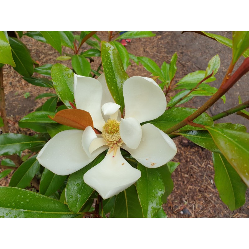 Magnolia grandiflora 'Kay Parris' (Kay Parris Southern Magnolia)