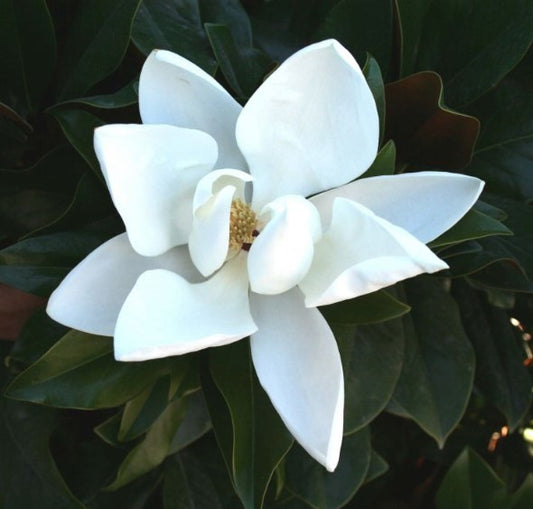Magnolia grandiflora ‘Sweet and Neat’