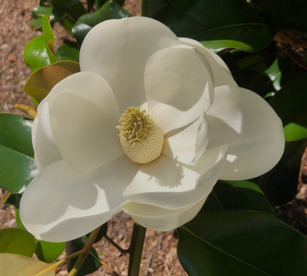 Magnolia grandiflora ‘Sweet Carolina’ – Southern Magnolia