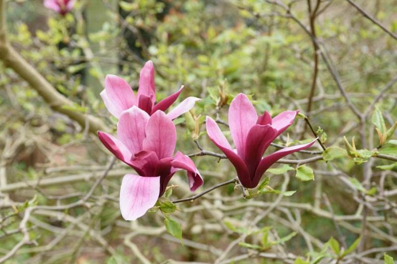 Magnolia liliiflora ‘Nigra’ – Dark Purple Magnolia