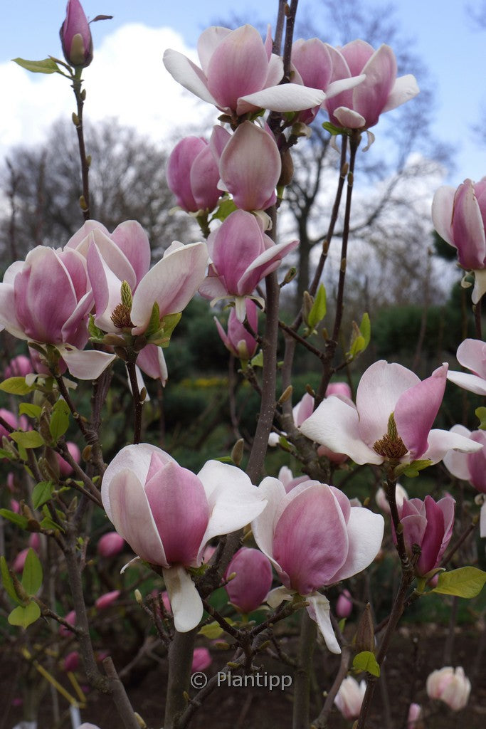 Magnolia 'Cameo' (Cameo Magnolia)