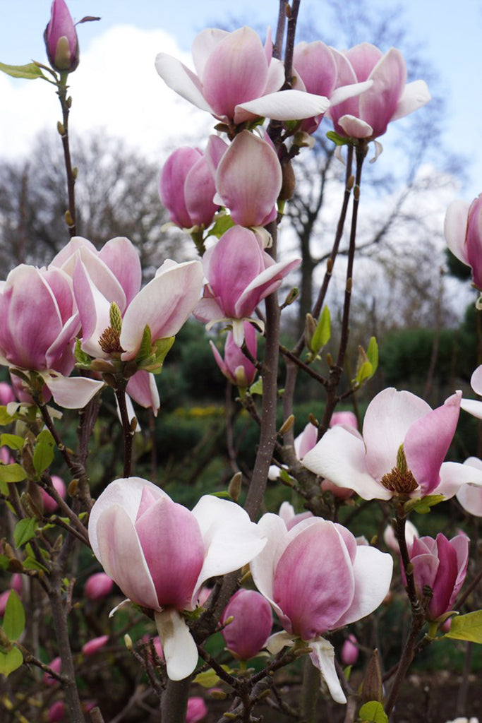Magnolia 'Cameo' (Cameo Magnolia)