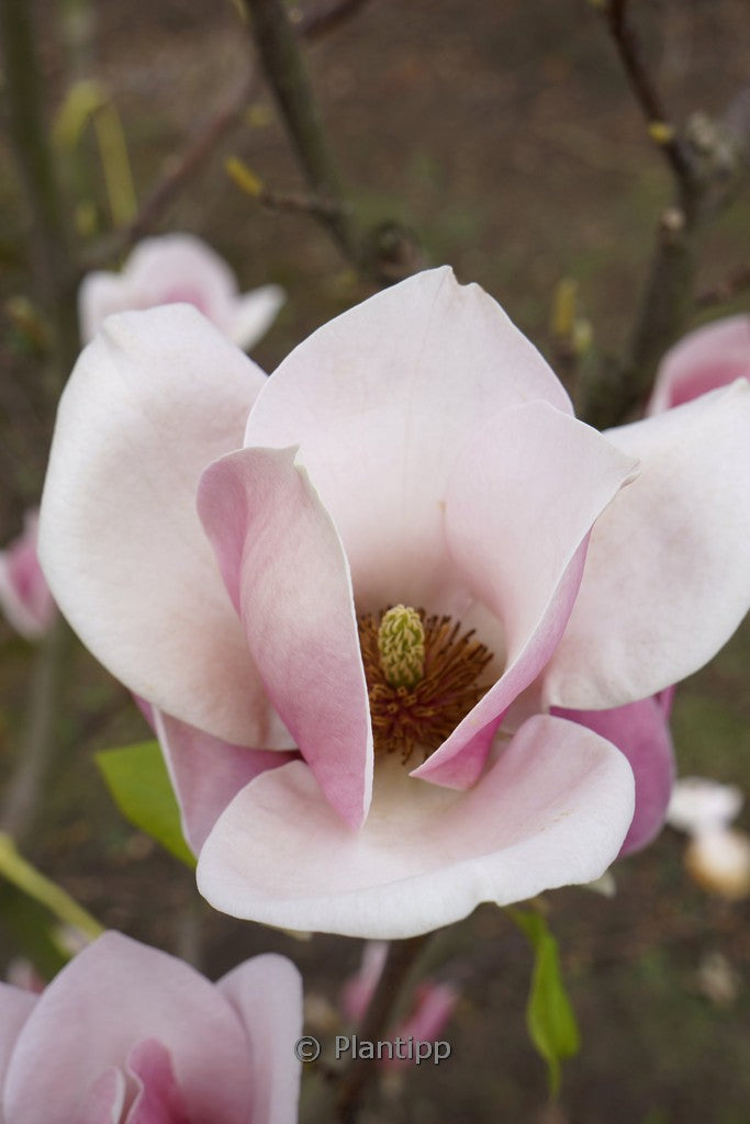 Magnolia 'Cameo' (Cameo Magnolia)