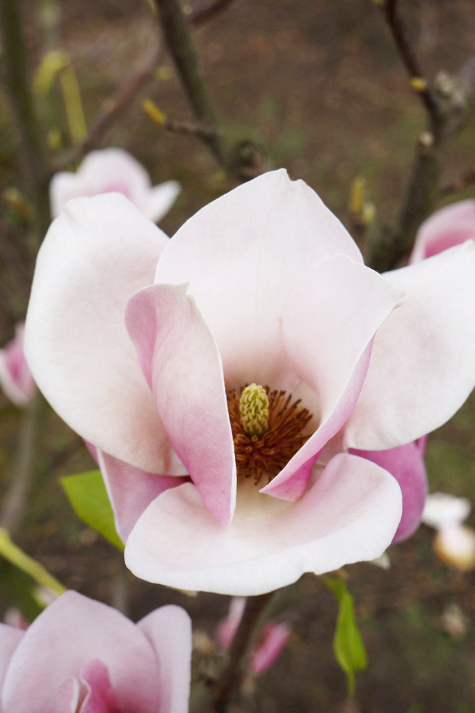 Magnolia 'Cameo' (Cameo Magnolia)