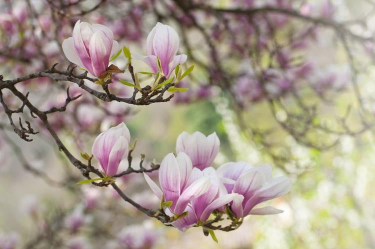 Magnolia × soulangeana – Saucer Magnolia