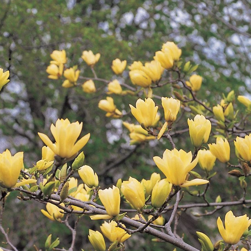 Magnolia ‘Butterflies’ (Butterflies Magnolia)