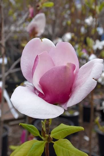 Magnolia 'Cameo' (Cameo Magnolia)