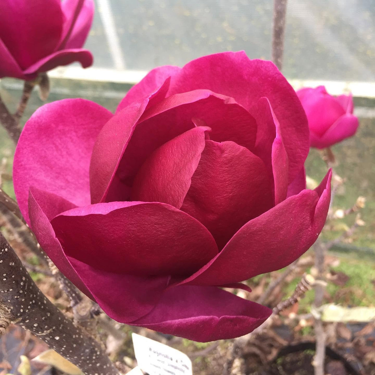 Magnolia 'Cleopatra' (Cleopatra Magnolia)