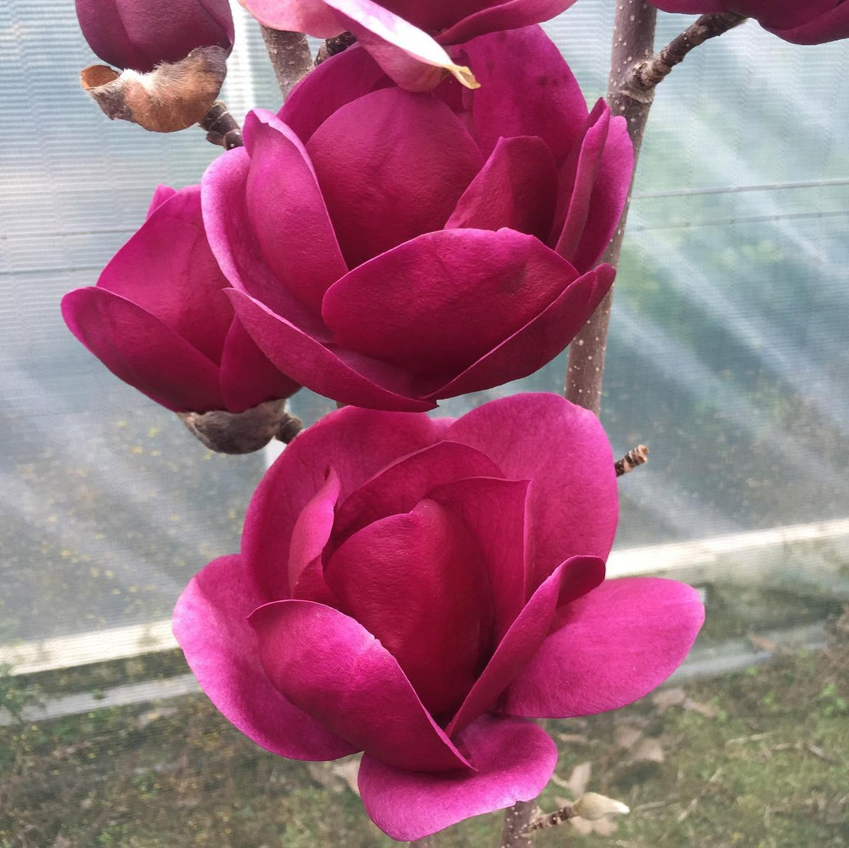 Magnolia 'Cleopatra' (Cleopatra Magnolia)