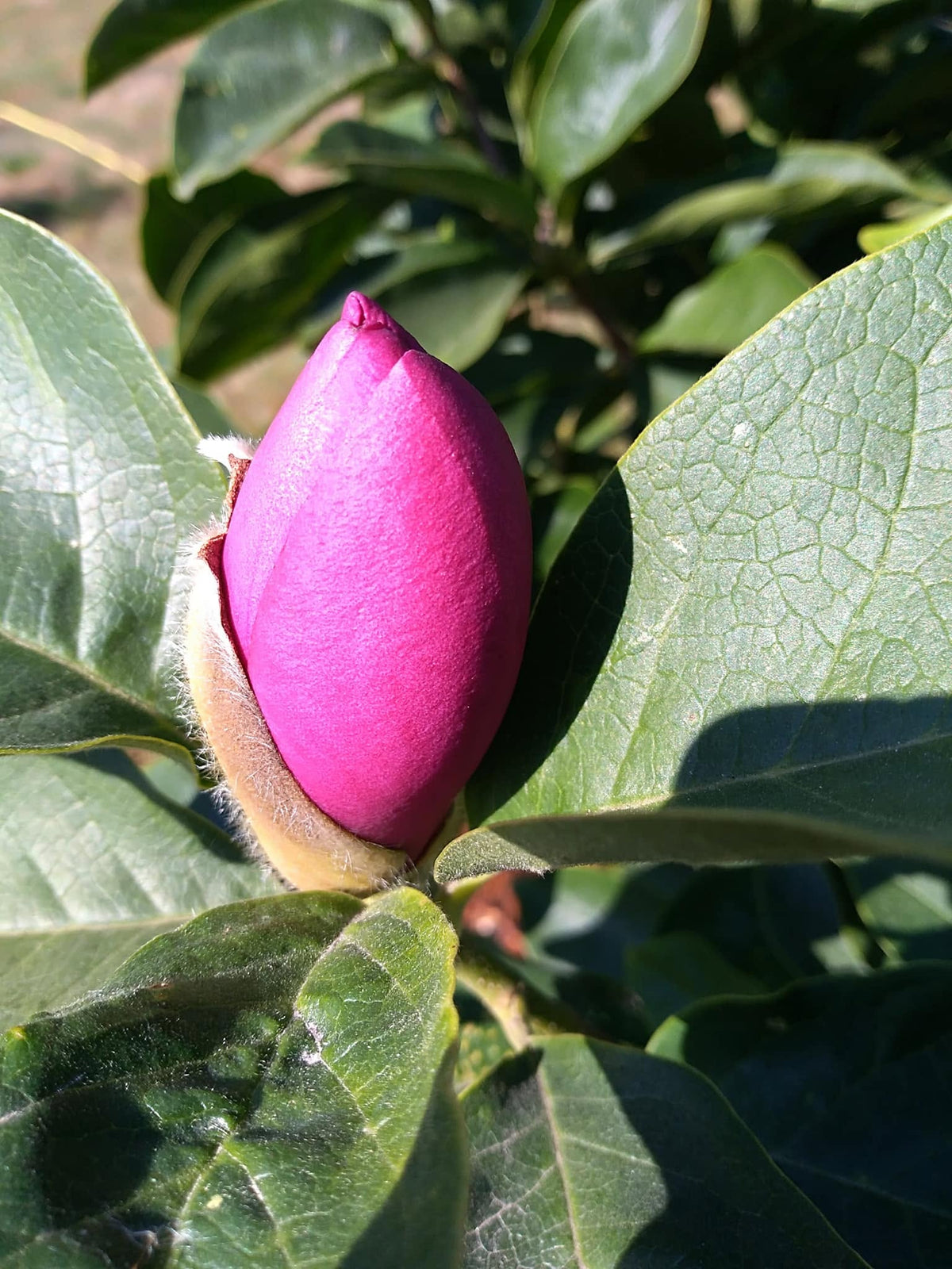Magnolia 'Cleopatra' (Cleopatra Magnolia)