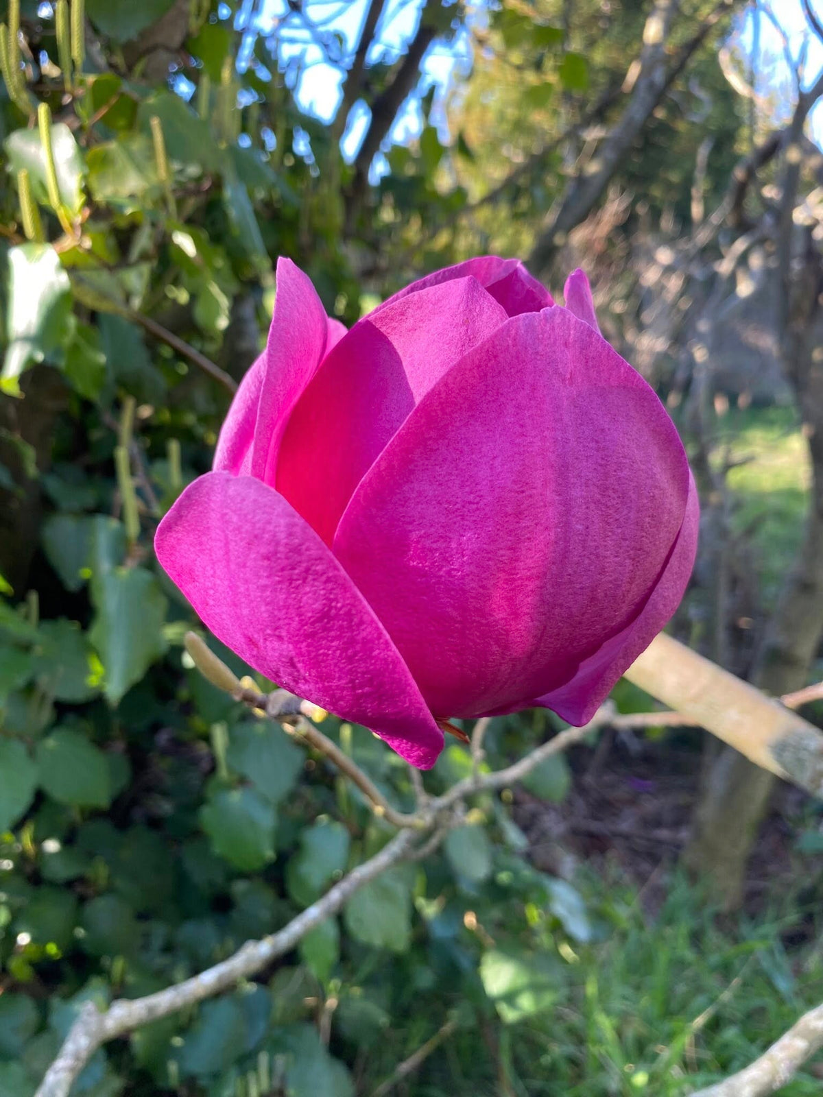 Magnolia 'Cleopatra' (Cleopatra Magnolia)