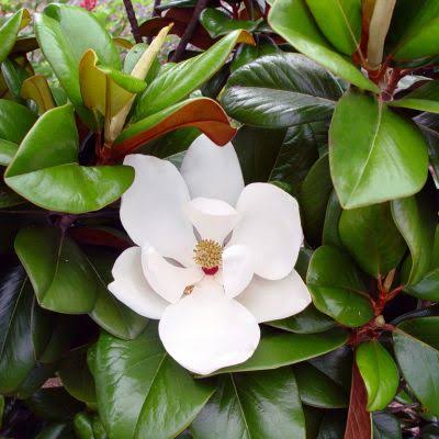 Magnolia Grandiflora 'Exmouth' (Exmouth Magnolia)
