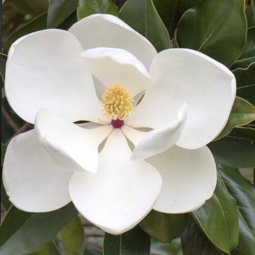 Magnolia Grandiflora 'Exmouth' (Exmouth Magnolia) Pleached