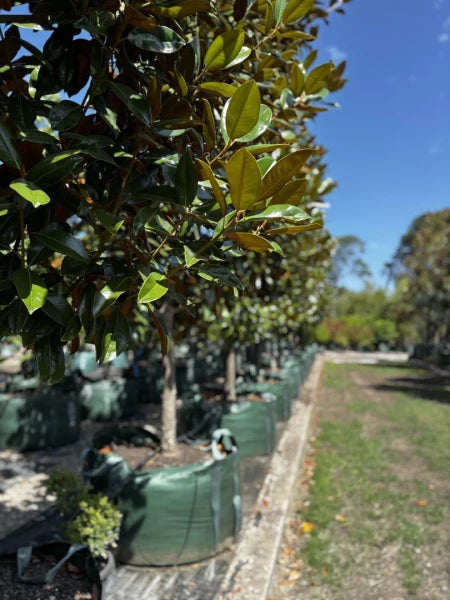 Magnolia Grandiflora 'Exmouth' (Exmouth Magnolia) Pleached