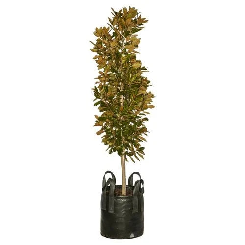 "Magnolia grandiflora 'Little Gem' in a pot, ready for sale at Nursery Warehouse, featuring its compact form and lush foliage."